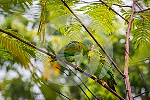 Multi colored bird in Arenal Volcano National Park (Costa Rica)