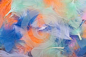 Multi colored bird feathers