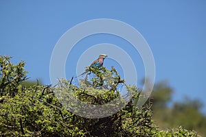 Multi-colored bird singing on tree in Kenya, Africa on the Lewa Conservancy