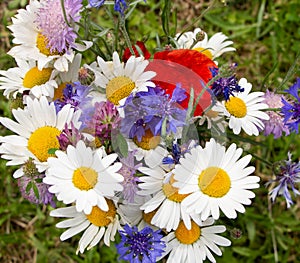 Multi-colored bouquet of wild wild flowers on a background of green grass. A bouquet of white daisies, red poppies, blue