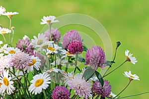 Multi-colored bouquet of wild wild flowers. A bouquet of white daisies and pink clover flowers.