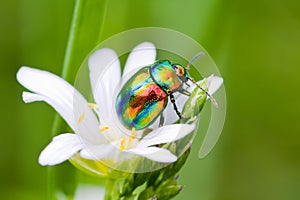 Multi-colored bug