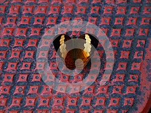 Multi colored butterfly on a floor