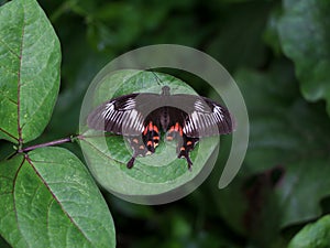 Multi colored butterfly on a leaf