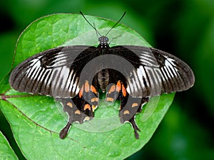 Multi colored butterfly on a leaf