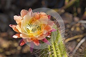 Multi-Colored Cactus Bloom