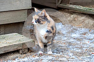 A multi-colored cat sits on the ground. Winter cold cat scaredly spread its ears. Family of domestic