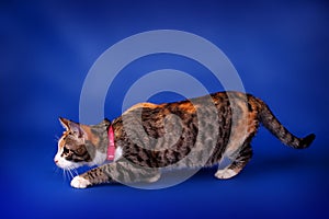 Multi-colored cat sneaks along the blue background