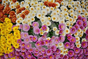multi-colored chrysanthemum Bush in the autumn garden photo