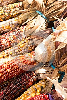 Multi-colored corn cobs in bunches