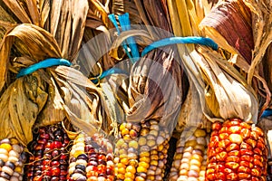 Multi-colored corn for sale