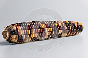 Multi colored corncob of fall harvest