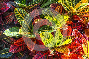 Multi Colored Croton Nevia Plant