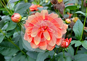 a multi-colored dahlia dalia flower in a garden, fully blooming with petals of varying colors, from red to orange and yellow