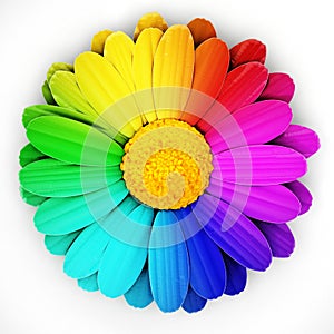 Multi colored daisies isolated on white background. 3D illustration