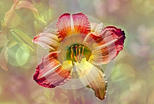 Multi colored daylilly,textured background