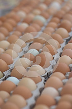 Multi-colored eggs at a farmers market in California. Organic.