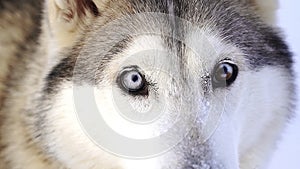 Multi-colored eyes husky dog, similar to a wolf, close-up in winter
