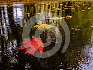 Multi-colored fallen maple leaves lie on the wet asphalt in a puddle. Autumn rainy weather on a city street.