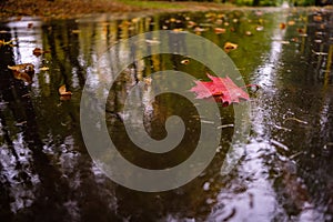 Multi-colored fallen maple leaves lie on the wet asphalt in a puddle. Autumn rainy weather on a city street.