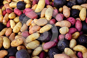 Multi-colored fingerling potatoes at an outdoor farmers' market.