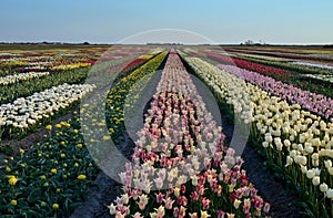 Multi-colored flower field in the Netherlands