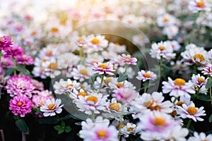 Multi-colored flower wall background