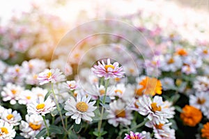 Multi-colored flower wall background