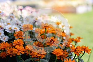 Multi-colored flower wall background