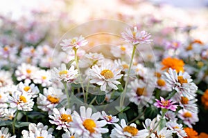 Multi-colored flower wall background