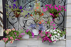 Multi-colored flowering plants in pots