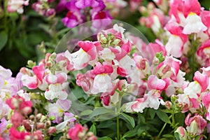 Multi-colored flowers of Antirrhinums