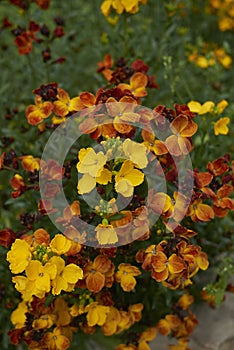 Multi colored flowers of Erysimum cheiri