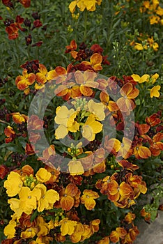 Multi colored flowers of Erysimum cheiri