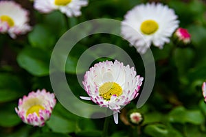 Multi-colored flowers of forest daisy on a background of green grass. close-up