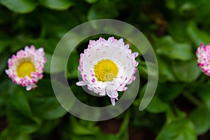 Multi-colored flowers of forest daisy on a background of green grass. close-up
