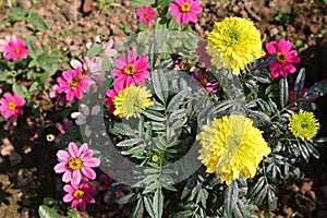 Multi Colored Flowers at Garden