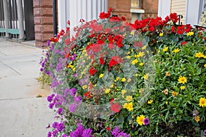 multi colored flowers in st johnsbury vermont in the fall time