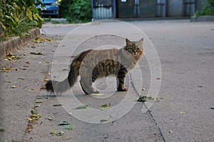 multi-colored fluffy cat stands in the yard on the pavement