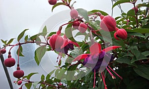 Multi-colored fucshia flowers open an leafy branches photo