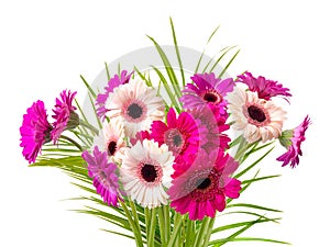 Multi-colored gerberas on legs and palm leaves.