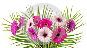 Multi-colored gerberas on legs and palm leaves. Isolate