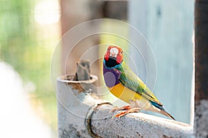 Multi colored Gouldian finch bird