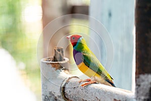 Multi colored Gouldian finch bird