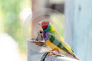 Multi colored Gouldian finch bird