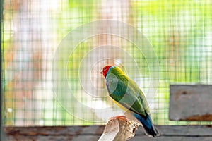 Multi colored Gouldian finch bird