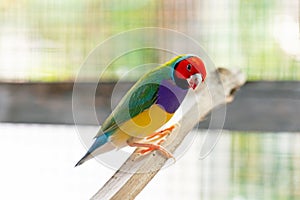 Multi colored Gouldian finch bird