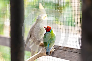 Multi colored Gouldian finch bird