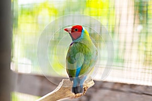 Multi colored Gouldian finch bird