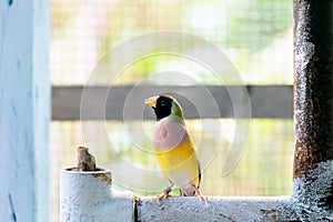 Multi colored Gouldian finch bird